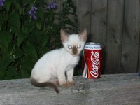 Elizabeth Eichstaedt