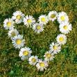 Marguerite