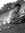 Arash D