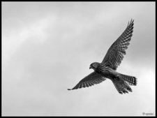 Kestrel