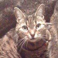 Renee Rosen-Wakeford