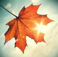 Krissy Bohman-fedder