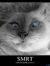 Tabby