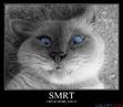 Tabby