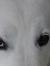 Rosalie