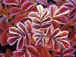 Basil