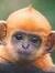 Hulamonkey