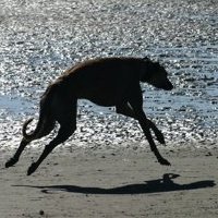 Galgo Greyhound