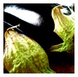 Brinjal