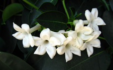 Jasmine