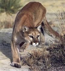 The Cougar