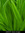 Megan Hempstead