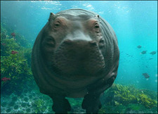 Graceful-Hippo