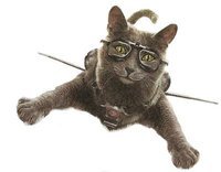 Graycat1969 Schneider