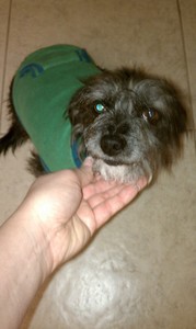 Cindy Starner Sorenson