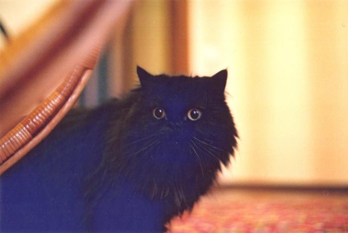 Goodreads profile picture for @arrhythmia