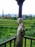 Endang ...