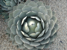 LA Arboretum Library