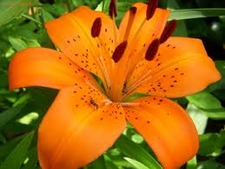 Tigerlily