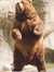Brown Bear