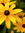 Janet (jdcinmo) | 6 comments