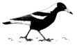 Magpie