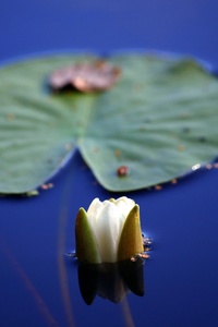 Alshayma'a