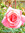 Nzaaaf | 3 comments