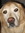 Sophie (sophiecdog) | 11 comments