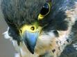 thelittlefalconer