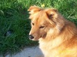 Aimee