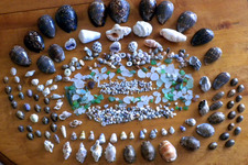 Jewel Shell