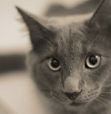 Meowbie Meowbie
