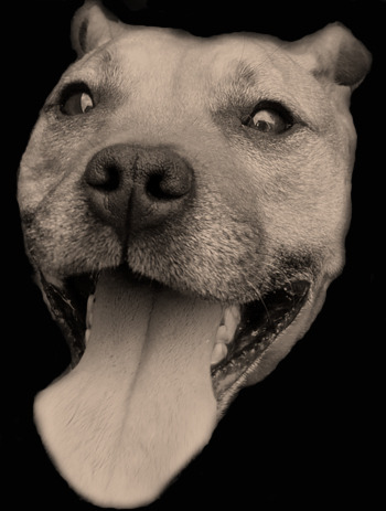 Goodreads profile picture for @doodles