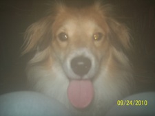 Lorelei