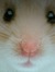 Beeb3