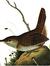 Woodwren