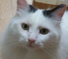 Libby