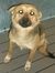 Stacey