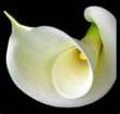 Calla