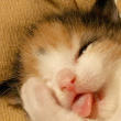 Marshmellow