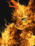 Cat-sidhe