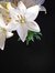 Lily Isahar