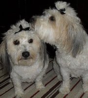 Nancy Campisano-loetfering