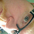 Aaron