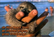Beach Sloth