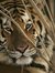 Tiger Eyes