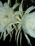 Sarolina