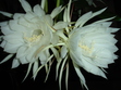 Sarolina