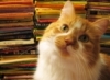 bookstorecat